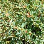 Atriplex semibaccata habit picture by Trap Hers (cc-by-sa)