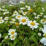 Anthemis chia flower picture by Nikos (cc-by-sa)