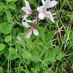 Dictamnus albus habit picture by Stefana Popova (cc-by-sa)