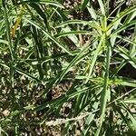 Asclepias fascicularis leaf picture by Michael Finch (cc-by-sa)