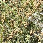 Mimosa rocae habit picture by Trap Hers (cc-by-sa)