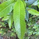 Caldcluvia paniculata leaf picture by Daniel Barthelemy (cc-by-nc)