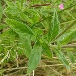 Epilobium hirsutum leaf picture by Spa Ceman (cc-by-sa)