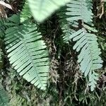 Pecluma sicca leaf picture by Trap Hers (cc-by-sa)