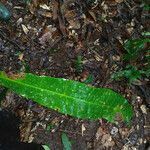 Anacardium spruceanum leaf picture by Lisa Moreno (cc-by-sa)