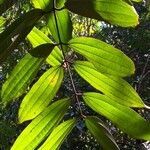 Cinnamomum bejolghota leaf picture by Dieter Albrecht (cc-by-sa)