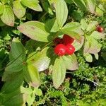 Cornus suecica fruit picture by Gøran Flakne Gynnild (cc-by-sa)