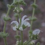 Salvia argentea flower picture by Zeas Victor (cc-by-sa)