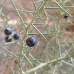 Asparagus horridus fruit picture by Pedrocchi César (cc-by-sa)