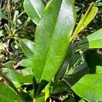 Hibbertia patula leaf picture by nicoplant (cc-by-sa)
