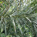 Bactris gasipaes leaf picture by R. Tournebize (cc-by-sa)