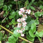 Pyrola asarifolia flower picture by Ivan Guzmán (cc-by-sa)