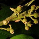 Conostegia lasiopoda leaf picture by Nelson Zamora Villalobos (cc-by-nc)