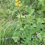 Ligularia sibirica habit picture by Chris Georges (cc-by-sa)