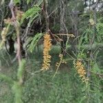 Prosopis affinis flower picture by Pablo Saibene (cc-by-sa)