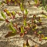 Atriplex prostrata habit picture by Marie-Pia Marchant (cc-by-sa)