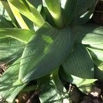 Ophrys speculum leaf picture by Hugo SANTACREU (cc-by-sa)