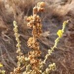 Verbascum sinaiticum fruit picture by Susan Brown (cc-by-sa)