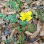 Hypericum tetrapetalum flower picture by Alex Arriaza (cc-by-sa)