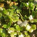 Ranunculus hederaceus habit picture by Pierre LEON (cc-by-sa)