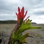 Castilleja nubigena flower picture by Fabien Anthelme (cc-by-sa)