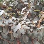 Ficus rubiginosa leaf picture by Markus Ritter (cc-by-sa)