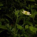 Kallstroemia pubescens flower picture by Nelson Zamora Villalobos (cc-by-nc)