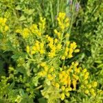 Solidago rigida flower picture by Matthew Card (cc-by-sa)