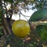Ziziphus mauritiana fruit picture by Amandine Grandjean (cc-by-sa)