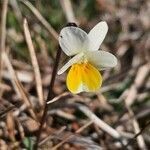 Viola hymettia flower picture by françois boca (cc-by-sa)