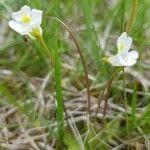 Pinguicula alpina flower picture by Kampf Robert (cc-by-sa)