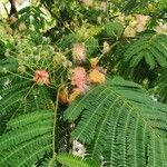 Albizia julibrissin flower picture by Dogan Corus (cc-by-sa)