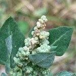 Chenopodium vulvaria flower picture by Fabien Anthelme (cc-by-sa)