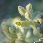 Chrozophora tinctoria flower picture by Sylvain Piry (cc-by-sa)