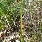 Ophrys insectifera leaf picture by Giovanni Scarmoncin (cc-by-sa)