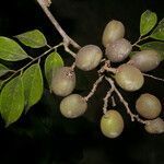 Dialium guianense fruit picture by Nelson Zamora Villalobos (cc-by-nc)