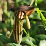Arisarum vulgare flower picture by Émile Maurice (cc-by-sa)
