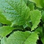 Brassica juncea leaf picture by Bob West (cc-by-sa)