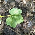Ribes californicum leaf picture by WoodDude (cc-by-sa)
