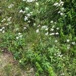 Ranunculus aconitifolius habit picture by Francois Mansour (cc-by-sa)