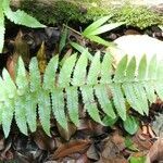 Arthropteris orientalis leaf picture by J. Champ (cc-by-sa)