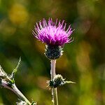 Cirsium tuberosum habit picture by Aurélia et JChris Courte-Barbary (cc-by-sa)