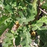 Brassica montana leaf picture by Aurore GRANGIER (cc-by-sa)