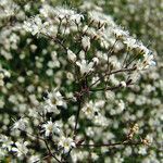 Gypsophila paniculata flower picture by Andrzej Konstantynowicz (cc-by-sa)