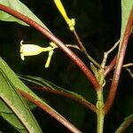 Hamelia axillaris flower picture by Nelson Zamora Villalobos (cc-by-nc)