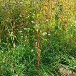 Fagopyrum esculentum habit picture by David7477 (cc-by-sa)