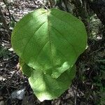 Coccoloba pubescens leaf picture by Pierre Bonnet (cc-by-sa)