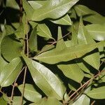 Plinia puriscalensis leaf picture by Nelson Zamora Villalobos (cc-by-nc)
