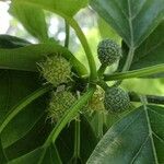 Maclura tricuspidata fruit picture by Dieter Albrecht (cc-by-sa)