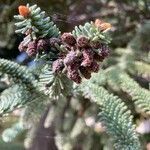 Abies pinsapo fruit picture by Airos Reivaj (cc-by-sa)